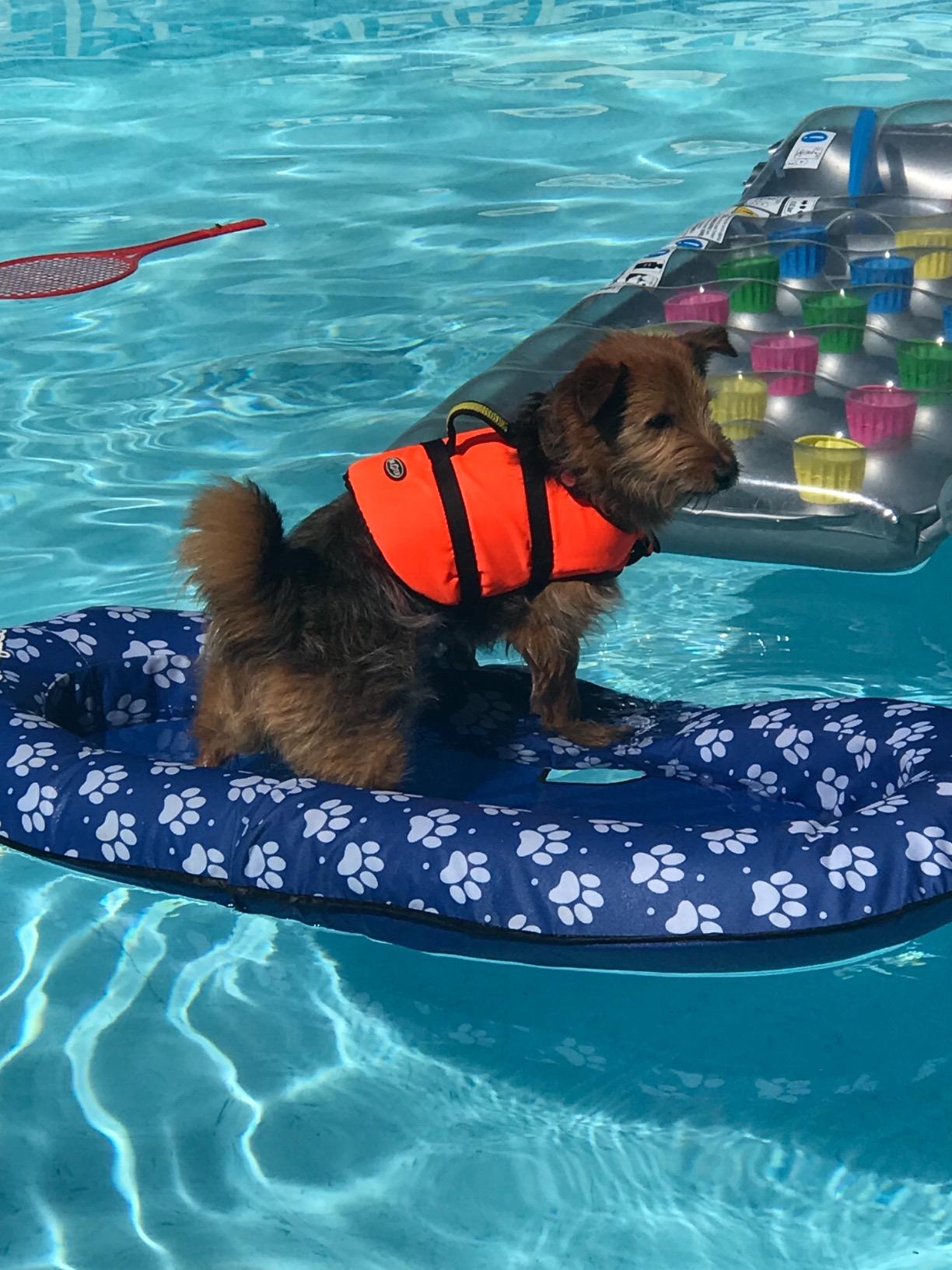 Swimways Paddle Paws galleggiante cane Large 0-29 kg